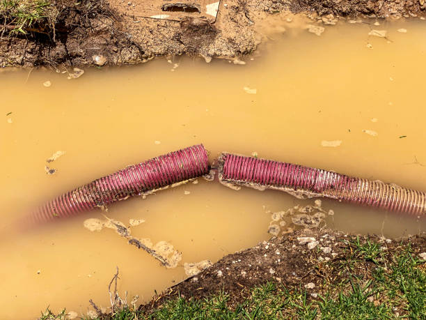 Best Mold removal after water damage  in Hampton, TN